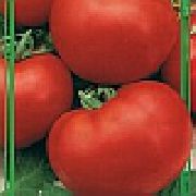 Хали-Гали F1 сорт томатов (помидоров)