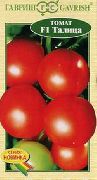Талица F1 сорт томатов (помидоров)