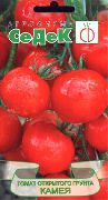 Камея сорт томатов (помидоров)