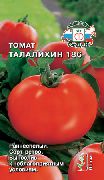 Талалихин 186 сорт томатов (помидоров)