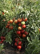 Летний сад F1 (селекция Мязиной Л.А.) сорт томатов (помидоров)