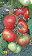 Экстремал сорт томатов (помидоров)