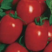 Шарада  сорт томатов (помидоров)
