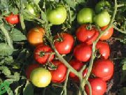 Таунсвиль F1 сорт томатов (помидоров)
