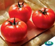 Царин F1 сорт томатов (помидоров)
