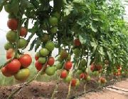 Ралли F1 сорт томатов (помидоров)