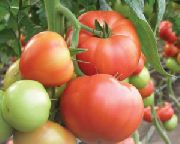 Абелюс F1 сорт томатов (помидоров)