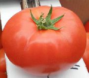Ивет F1 сорт томатов (помидоров)