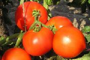 Гектор F1  сорт томатов (помидоров)