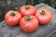 ТЕХ 2721 F1 сорт томатов (помидоров)