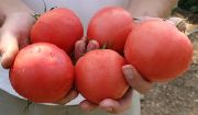 Тетм 010 F1 сорт томатов (помидоров)