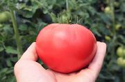ТЕХ 2720 F1 сорт томатов (помидоров)