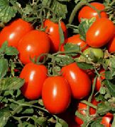 ЮГ 8168 F1 сорт томатов (помидоров)