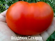 Академик Сахаров  сорт томатов (помидоров)