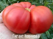 Гигант Новикова  сорт томатов (помидоров)