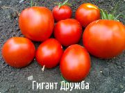 Гигант Дружба  сорт томатов (помидоров)