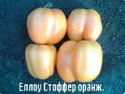 Еллоу Стоффер оранжевый  сорт томатов (помидоров)