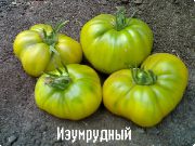 Изумрудный  сорт томатов (помидоров)