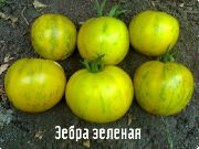 Зебра зелёная сорт томатов (помидоров)