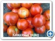 Кавказская лиана  сорт томатов (помидоров)