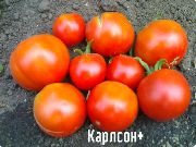 Карлсон плюс  сорт томатов (помидоров)