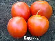 Кардинал  сорт томатов (помидоров)