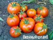 Оконный штамб сорт томатов (помидоров)