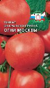 Огни Москвы сорт томатов (помидоров)