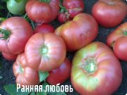 Ранняя любовь сорт томатов (помидоров)