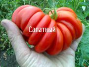 Салатный  сорт томатов (помидоров)