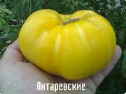 Янтаревские  сорт томатов (помидоров)