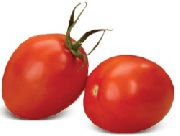 Шанти F1 сорт томатов (помидоров)
