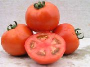 Ламантин F1 сорт томатов (помидоров)