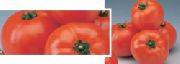 Эрато F1 сорт томатов (помидоров)