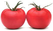 Парадайз F1 сорт томатов (помидоров)