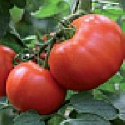 Малика F1 сорт томатов (помидоров)