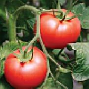 Салар F1 сорт томатов (помидоров)