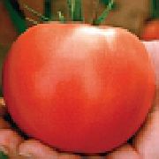 Тверия F1 сорт томатов (помидоров)