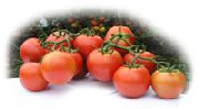 Саксон F1 сорт томатов (помидоров)
