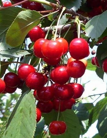   (Prunus cerasus)  1   369