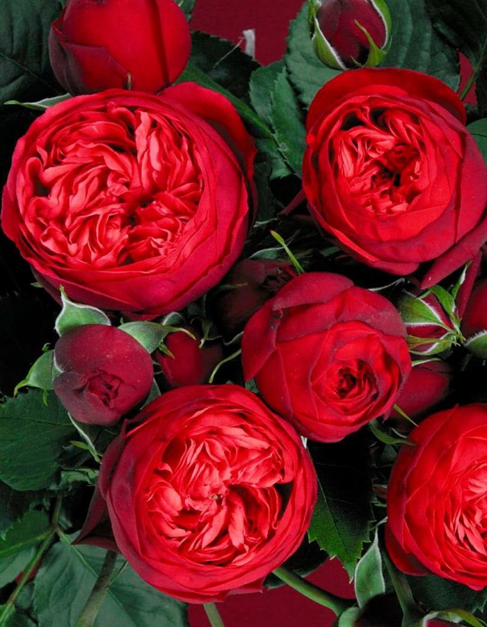 Роза чайно-гибридная Ред Пиано 1 шт  469р
