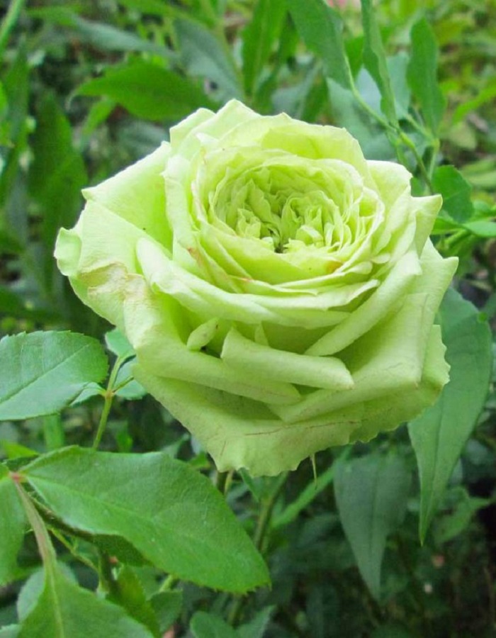 Роза чайно-гибридная Супер Грин 1 шт  389р