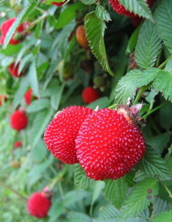   (Rubus illecebrosus) 1   259