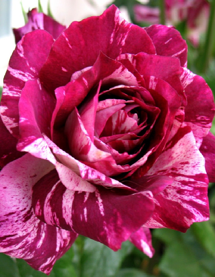 Роза флорибунда Пурпурный Тигр 1 шт  369р