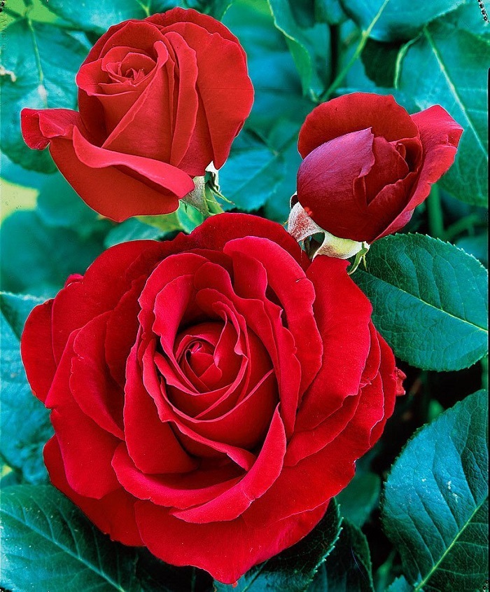 Роза чайно-гибридная красная Магия 1 шт  389р