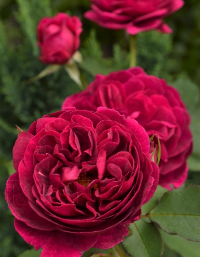 Роза чайно-гибридная Госпел 1 шт  389р