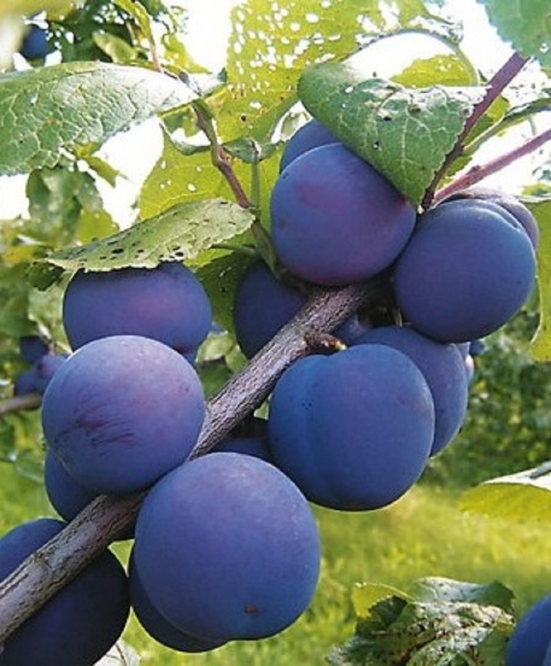   (Prunus domestica) 1   529