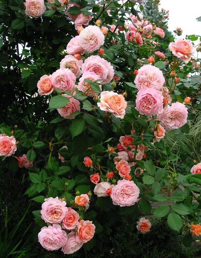 Роза английская кустовая Абрахам Дерби 1 шт  469р
