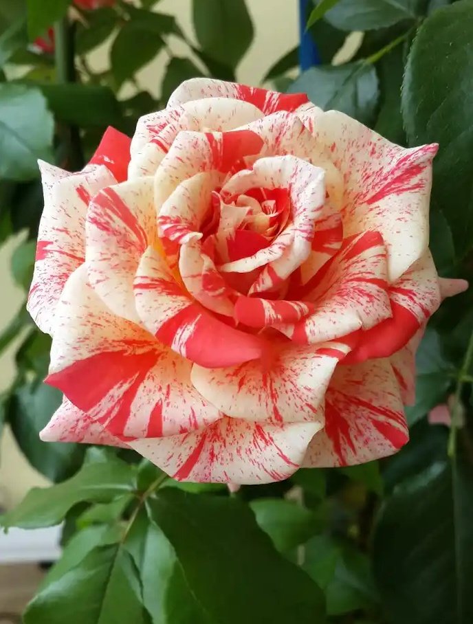 Роза чайно-гибридная Филателия 1 шт  389р