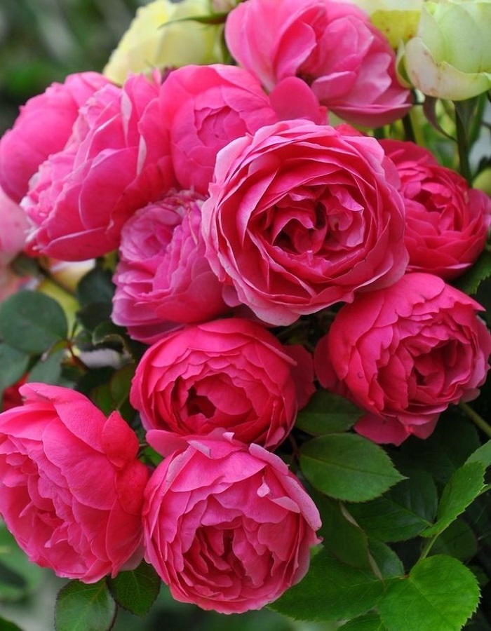 Роза флорибунда Помпонелла 1 шт  469р